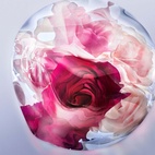 Lancome La Vie Est Belle Rose Extraordinaire EdP 100 ml