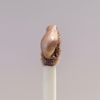 Catrice Desert Dune Shimmer Eye Tint C02 Endless Sands 4 ml