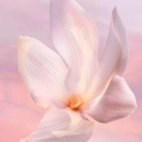 Lancome La Vie Est Belle Vanille Nude Edp 30 ml