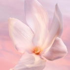 Lancome La Vie Est Belle Vanille Nude Edp 50 ml