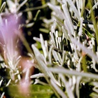 La Bruket 298 Body Cream Sage/Rosemary/Lavender 200g