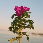 La Bruket 329 Hand Cream Beach Rose 30 ml