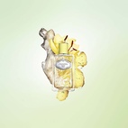 Prada Infusion De Gingembre EdP 100 ml